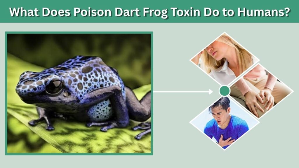 What Does Poison Dart Frog Toxin Do to Humans?