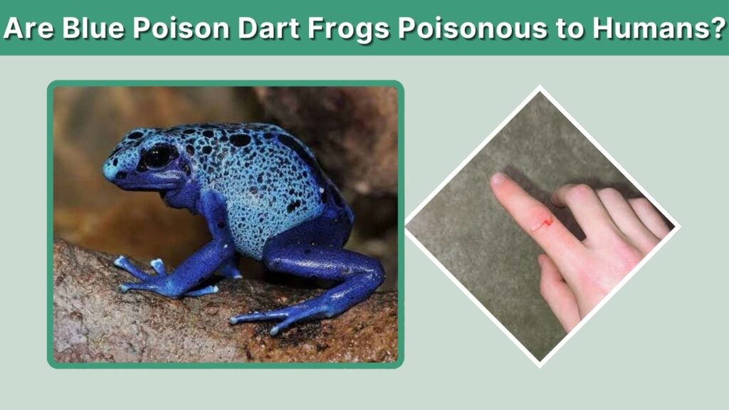 Are Blue Poison Dart Frogs Poisonous to Humans?