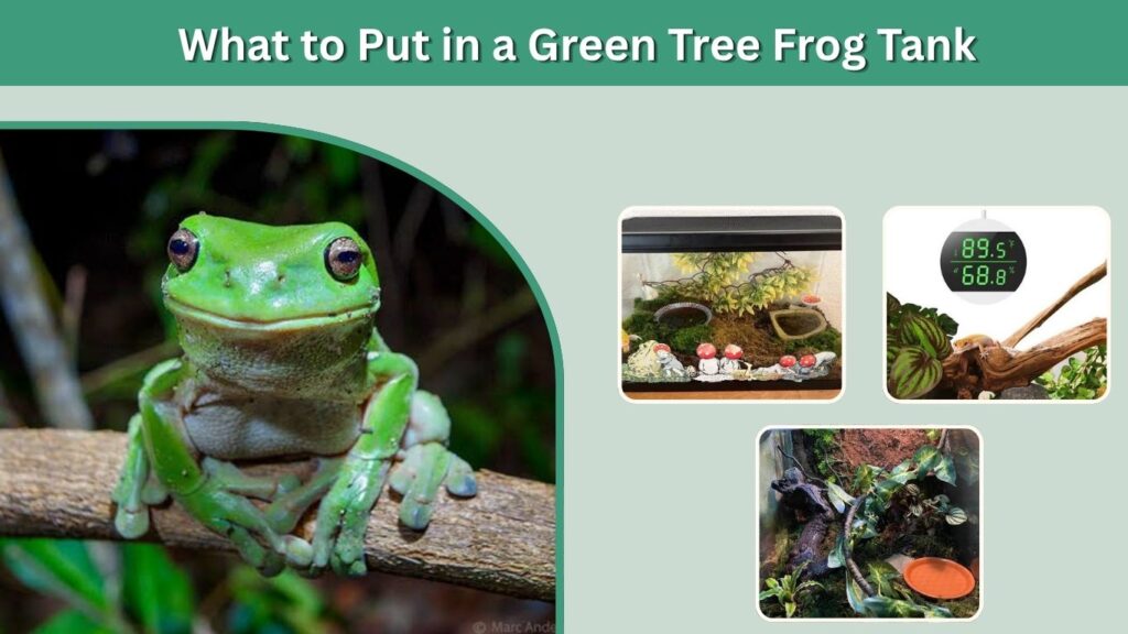 What to Put in a Green Tree Frog Tank
