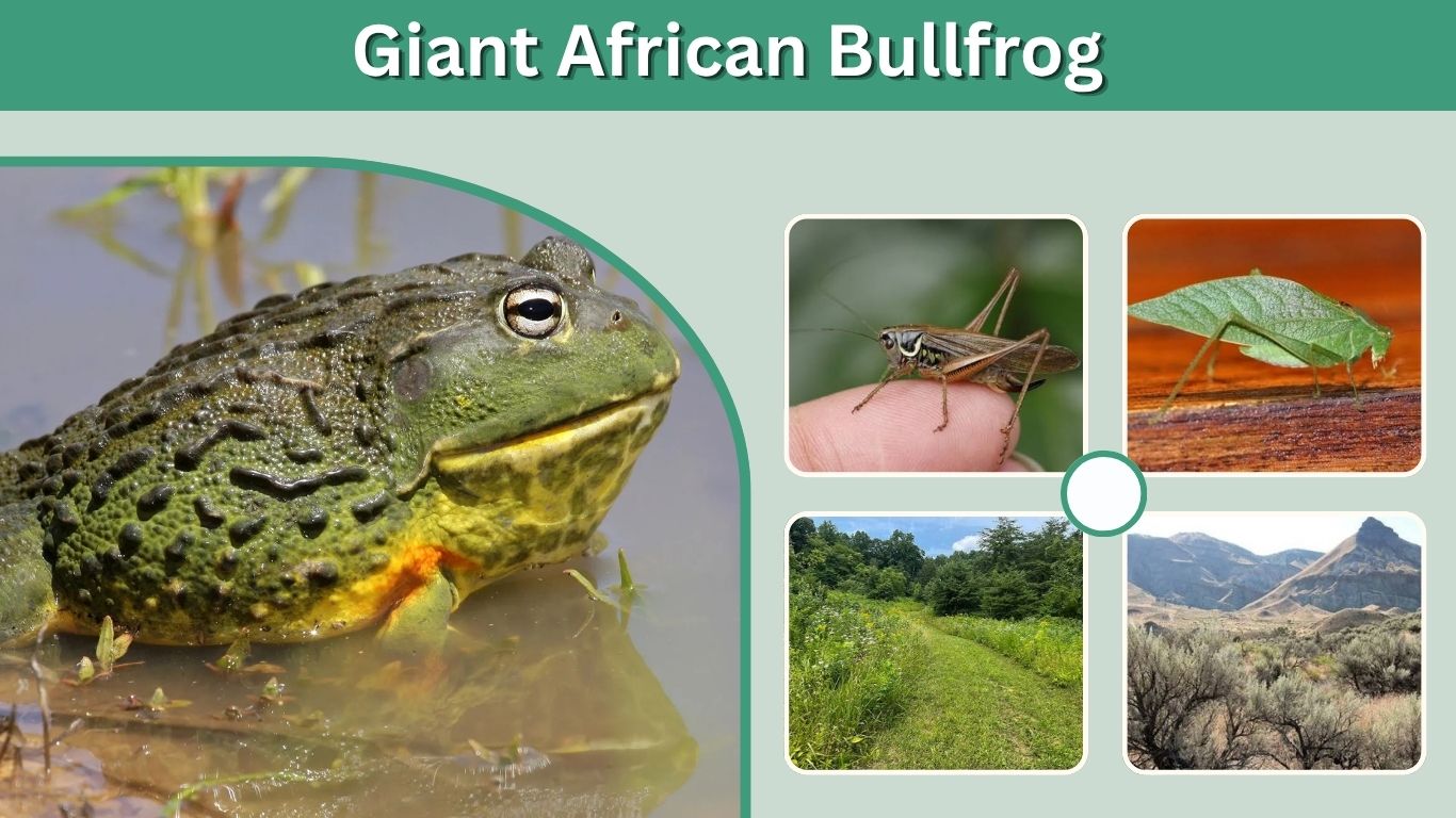 Giant African Bullfrog: Size, Diet, Bite & Facts