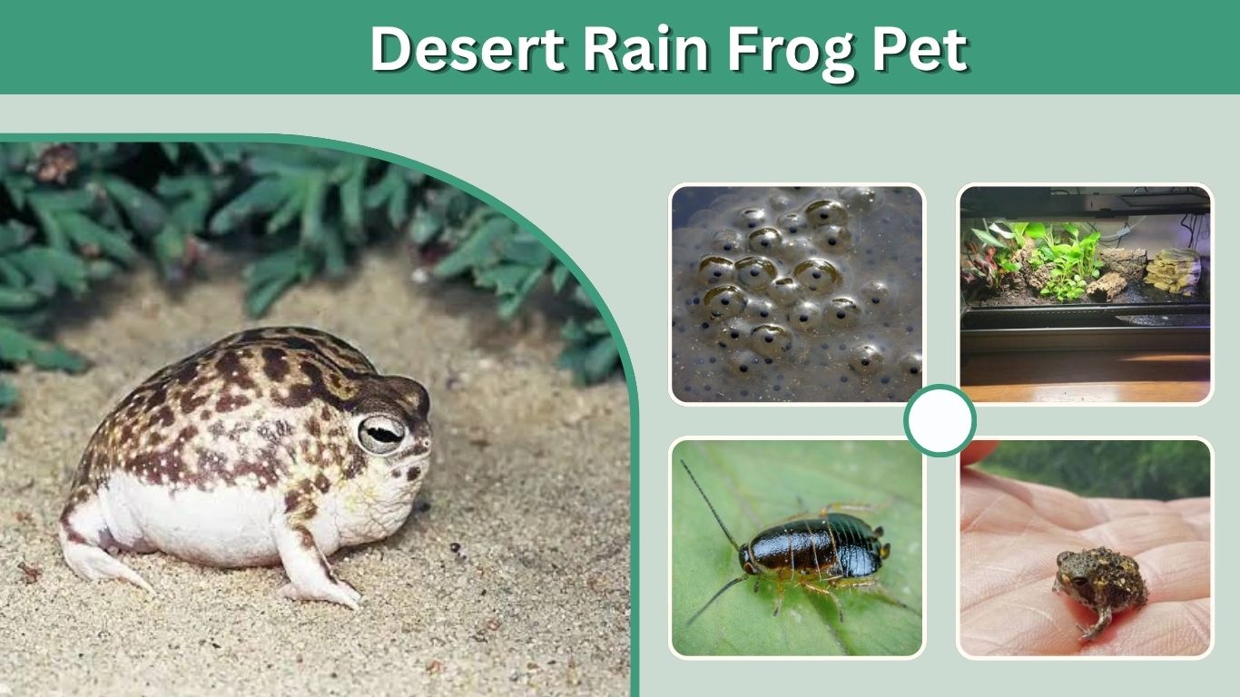 Desert Rain Frog Pet: Care, Diet, Cost & Ownership Facts