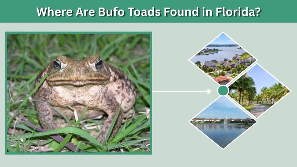 Where Are Bufo Toads Found in Florida?