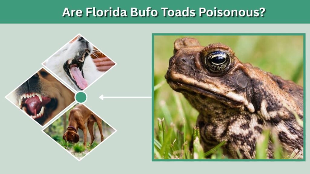 Are Florida Bufo Toads Poisonous?