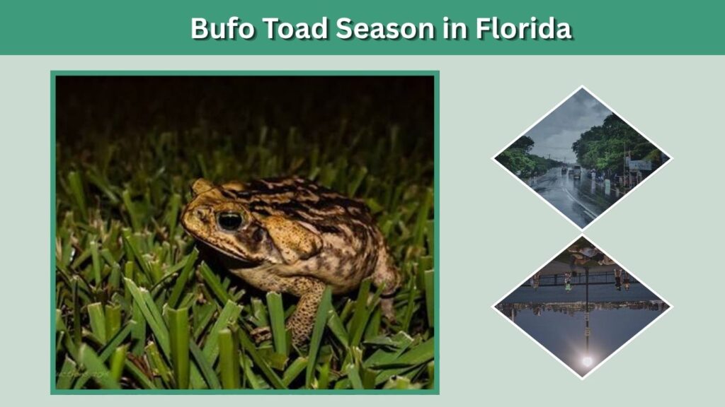 Bufo Toad Season in Florida