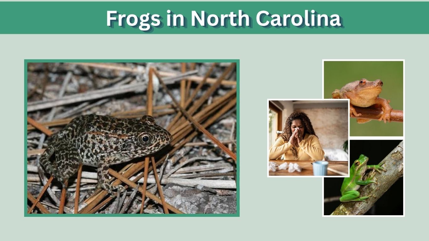Frogs in North Carolina: Species, Tree Frogs, and Safety