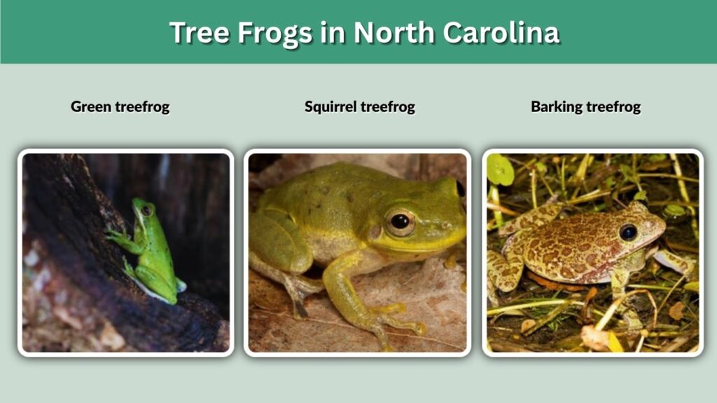 Tree Frogs in North Carolina