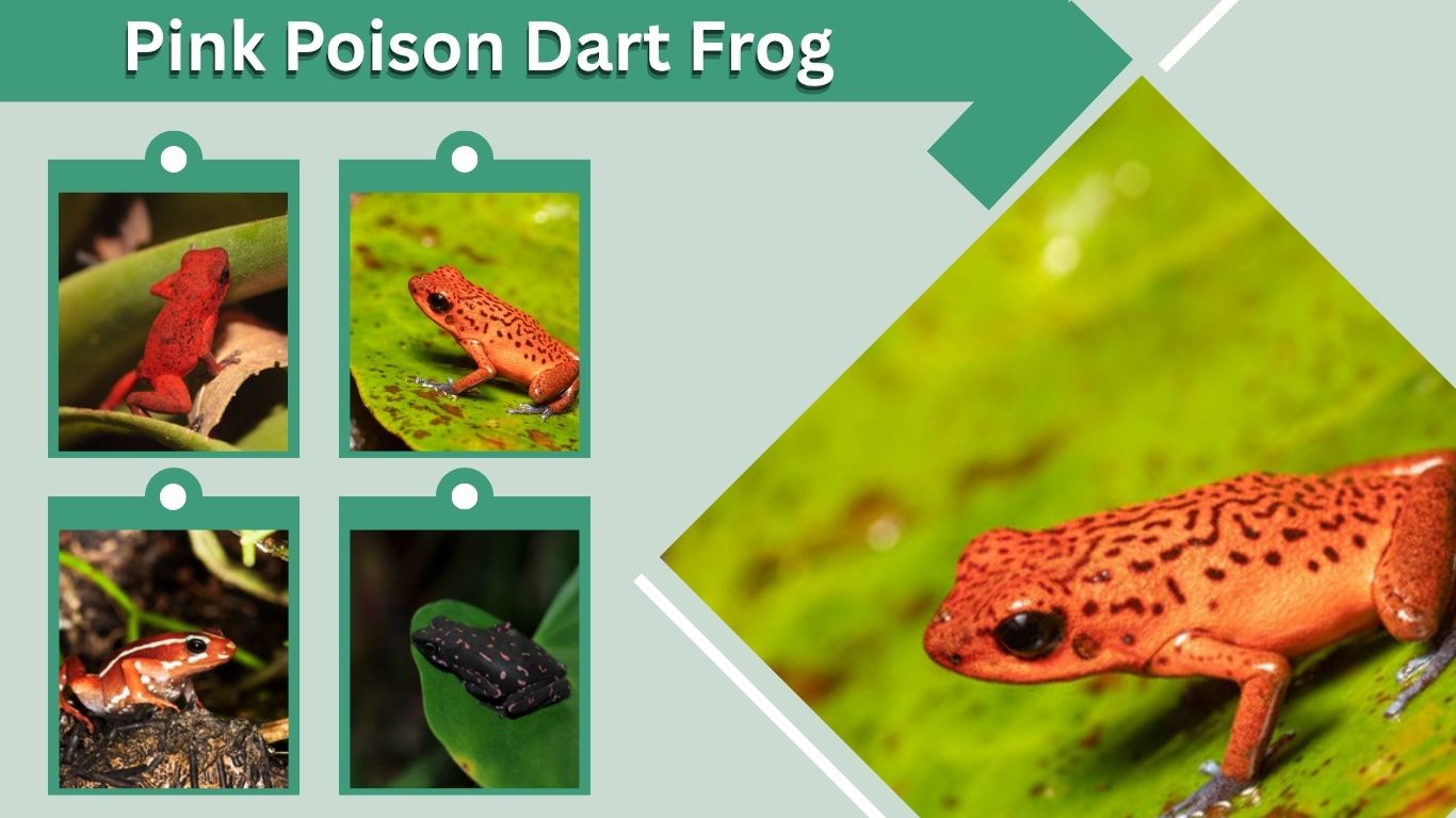 Pink Poison Dart Frog: Facts, Colors, Habitat & Care