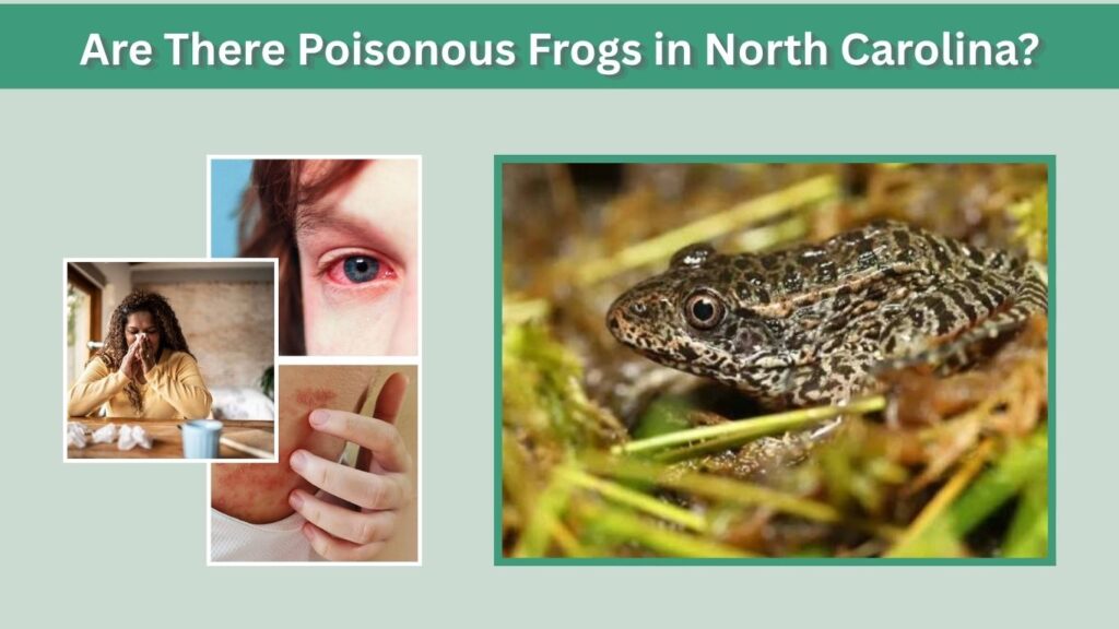 Are There Poisonous Frogs in North Carolina?