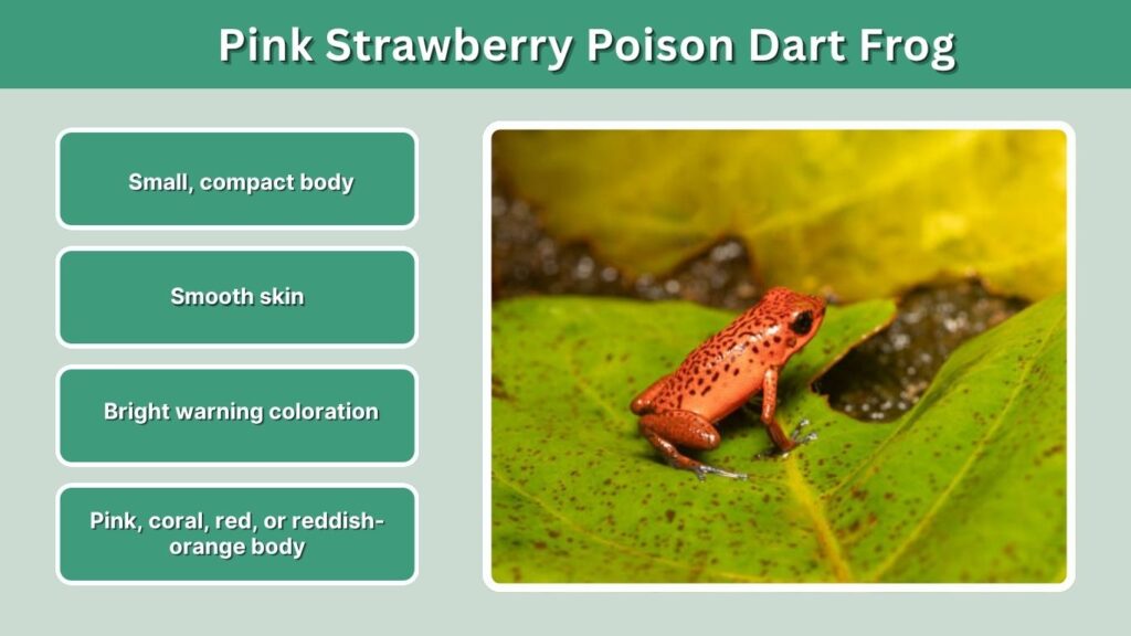 Pink Strawberry Poison Dart Frog