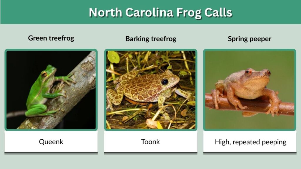 North Carolina Frog Calls