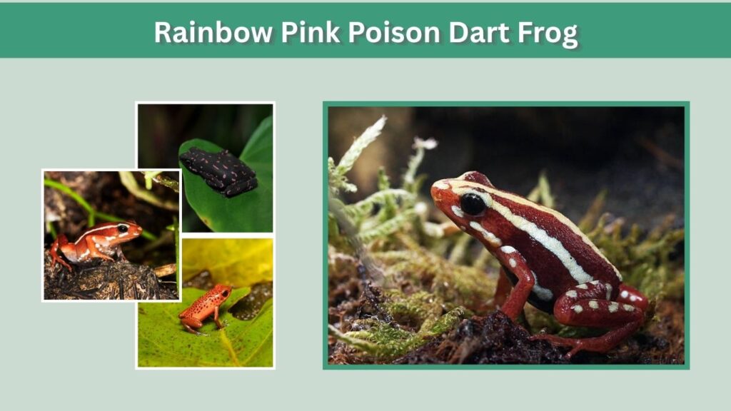 Rainbow Pink Poison Dart Frog