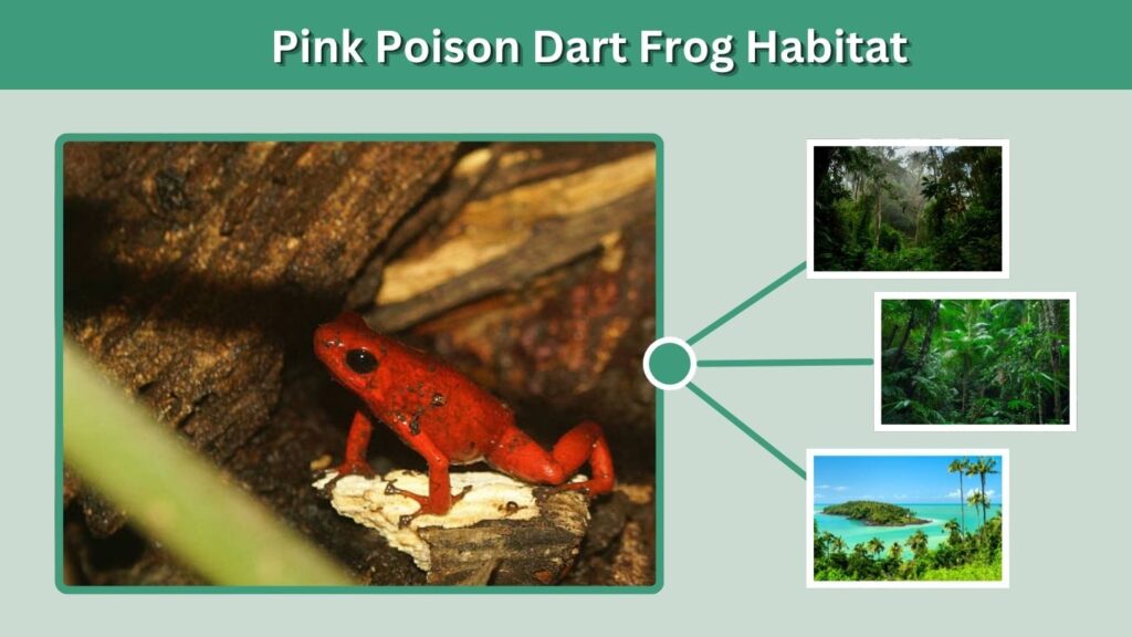 Pink Poison Dart Frog Habitat