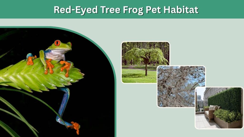 Red-Eyed Tree Frog Pet Habitat