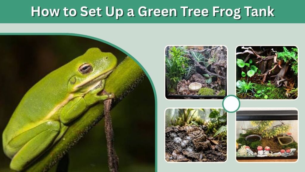 How to Set Up a Green Tree Frog Tank
