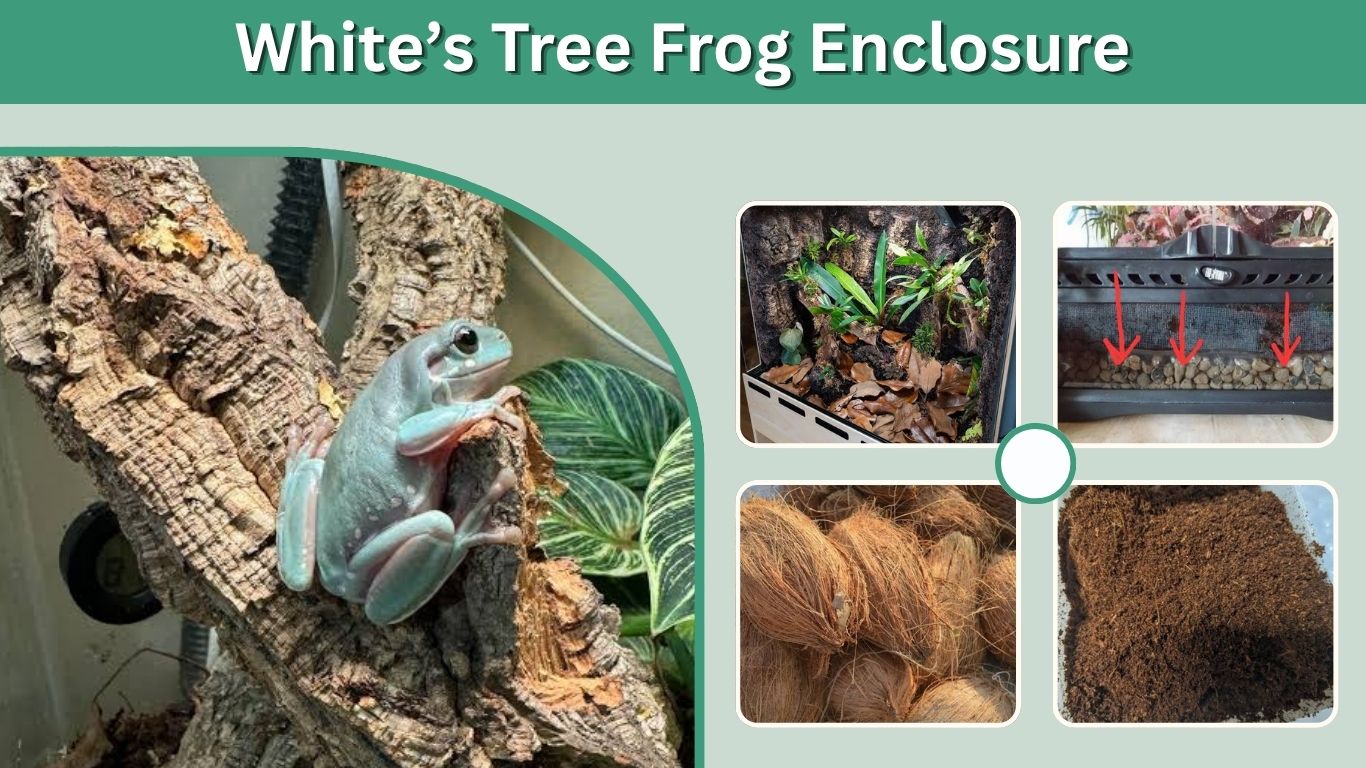 White’s Tree Frog Enclosure: Size, Setup & Care Guide