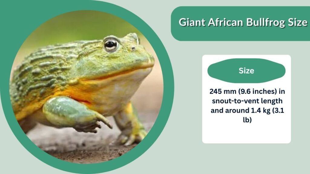 Giant African Bullfrog Size