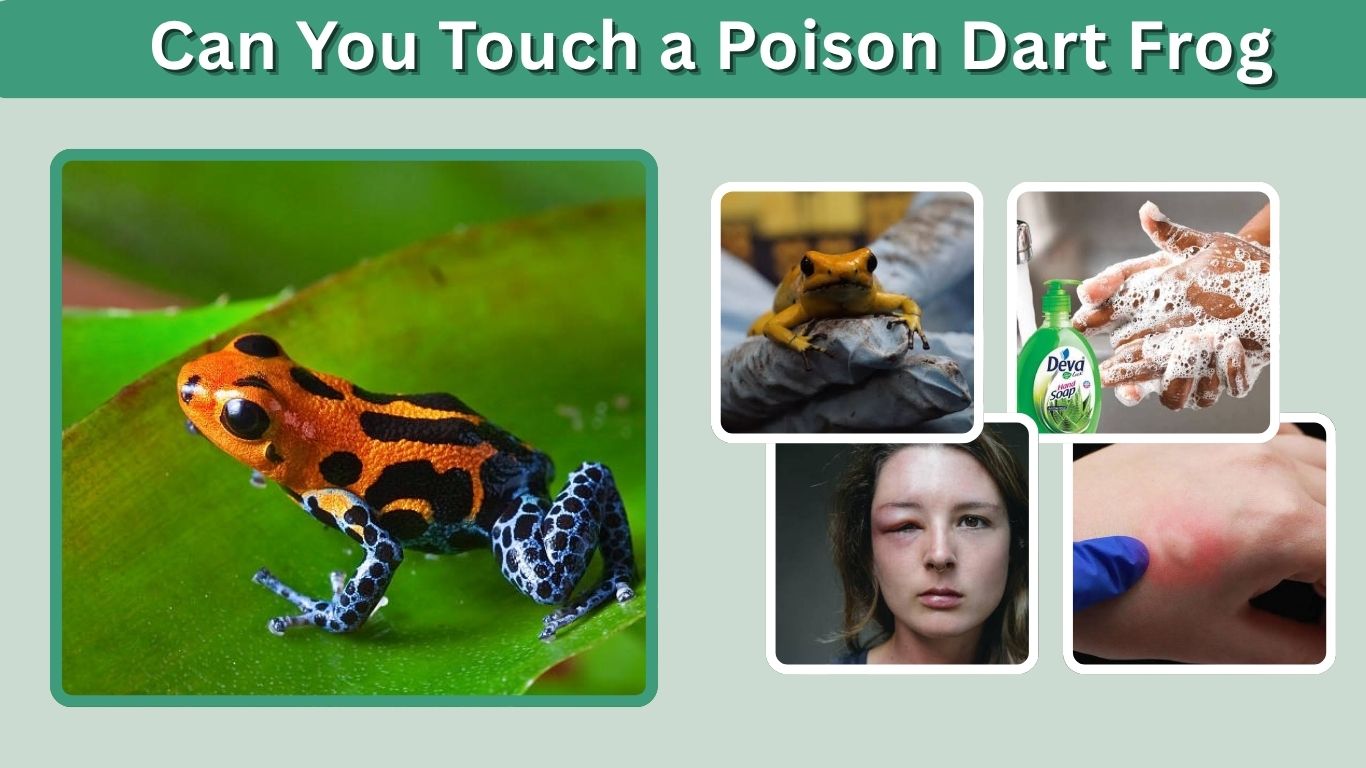 Can You Touch a Poison Dart Frog? Is It Safe or Dangerous?