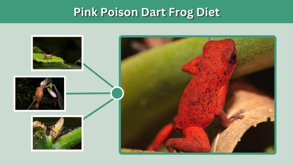 Pink Poison Dart Frog Diet