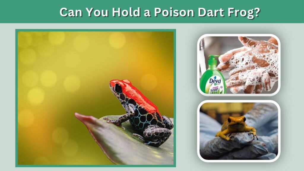 Can You Hold a Poison Dart Frog?