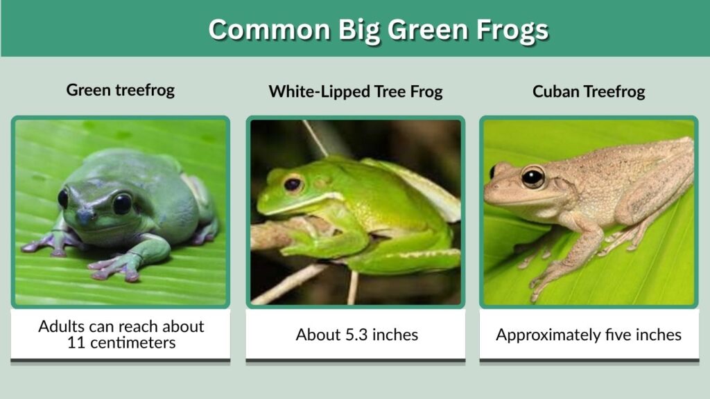 Common Big Green Frogs