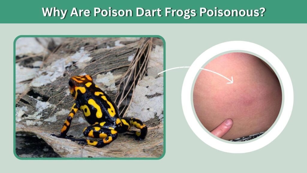 Why Are Poison Dart Frogs Poisonous?