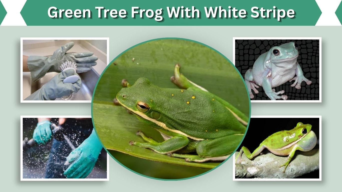 Green Tree Frog With White Stripe: Identification Guide