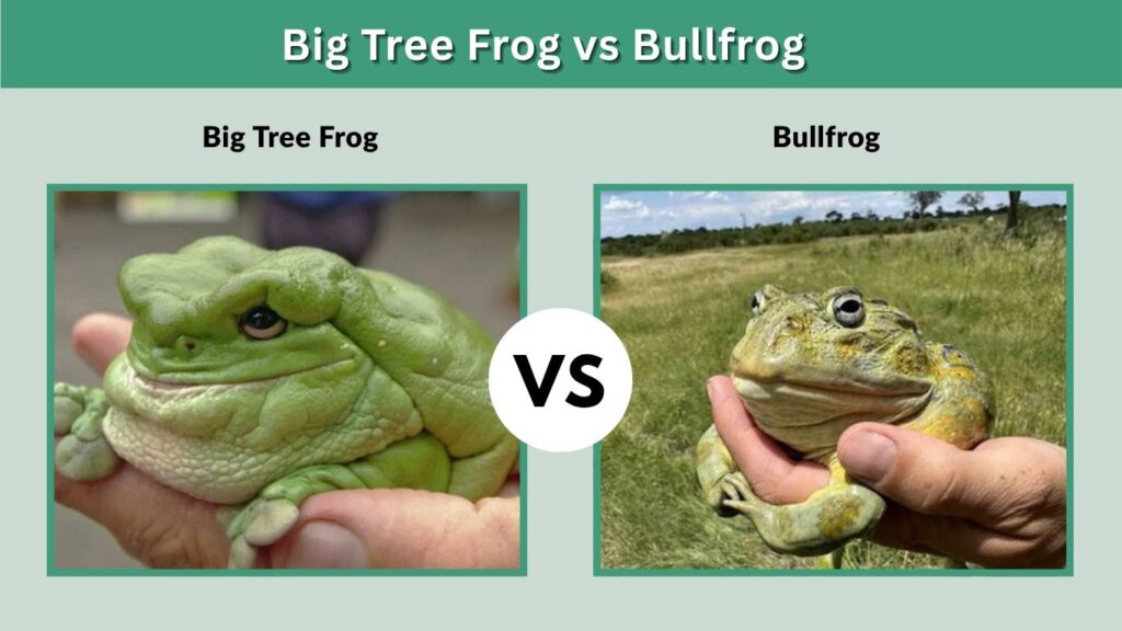 Big Tree Frog vs Bullfrog