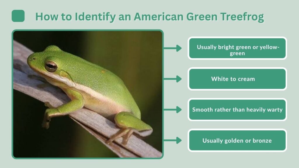 How to Identify an American Green Treefrog