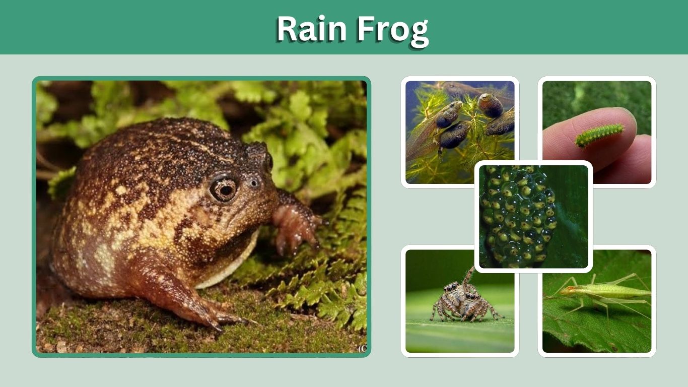 Rain Frog: Species, Habitat, Diet, Sounds & Facts