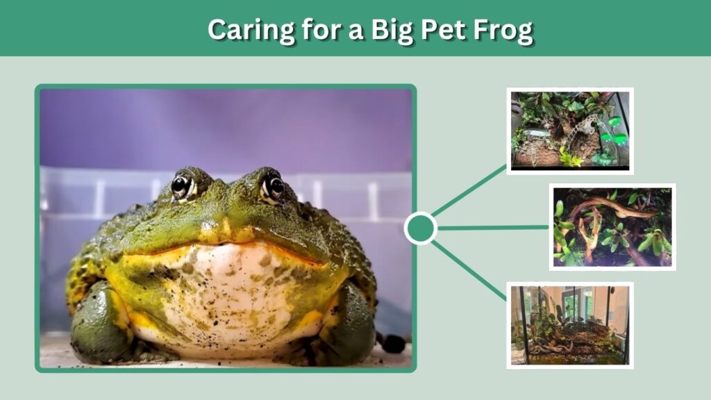 Caring for a Big Pet Frog