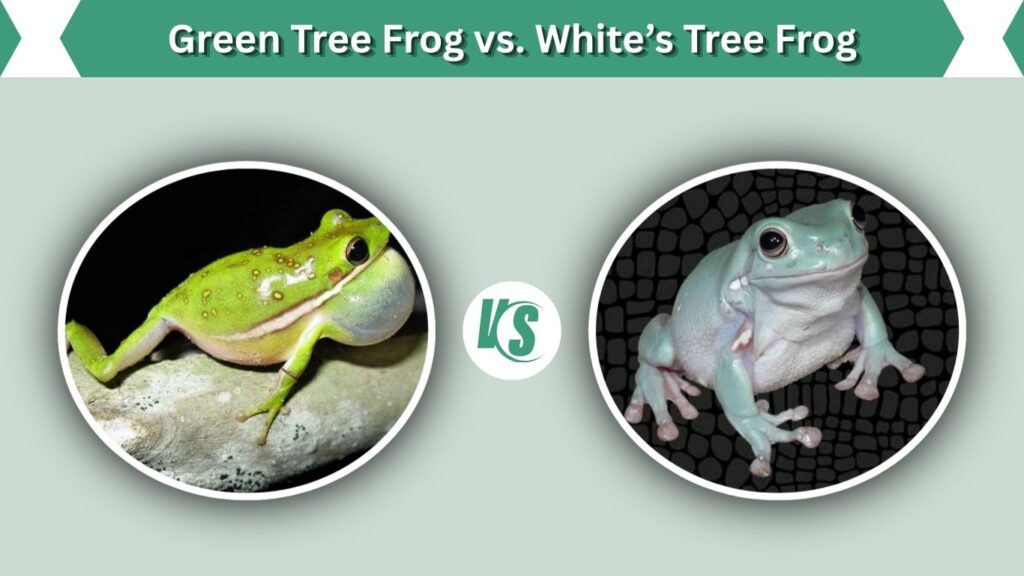 Green Tree Frog vs. White’s Tree Frog