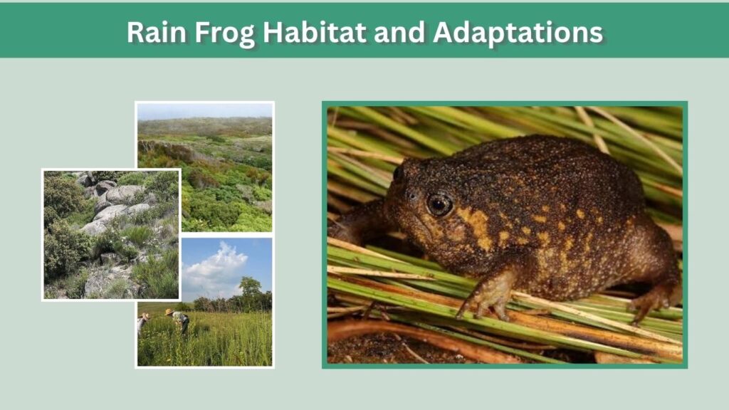Rain Frog Habitat and Adaptations