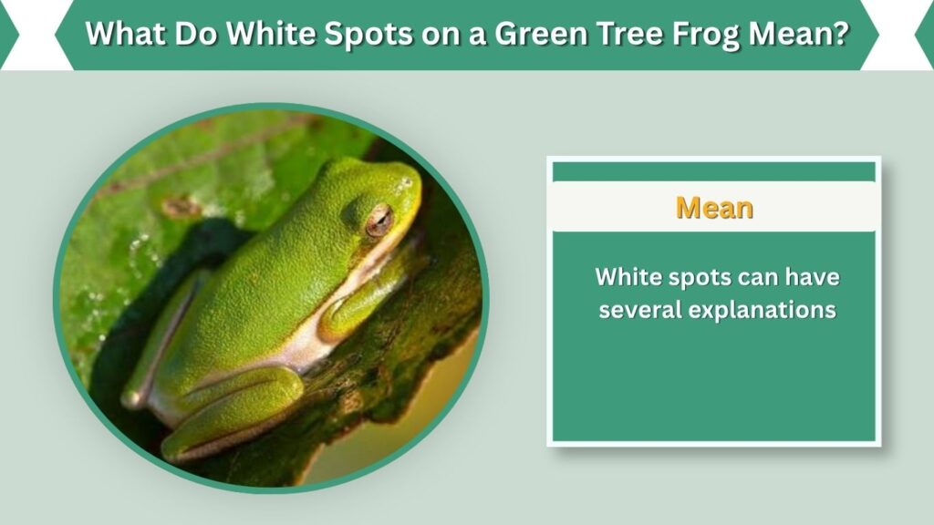 What Do White Spots on a Green Tree Frog Mean?