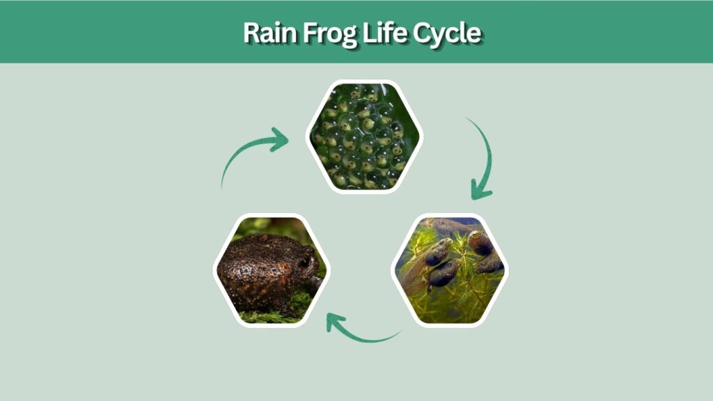 Rain Frog Life Cycle