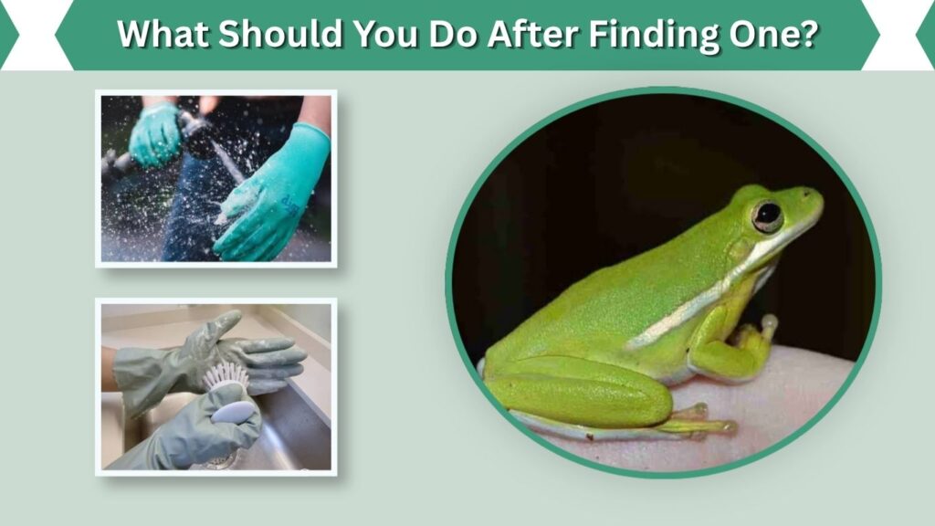 What Should You Do After Finding One?