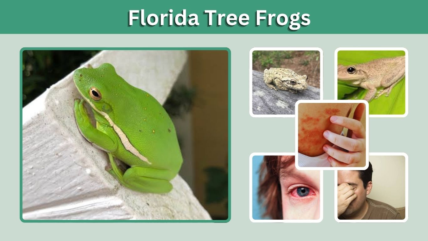 Florida Tree Frogs: Types, Identification, and Sounds