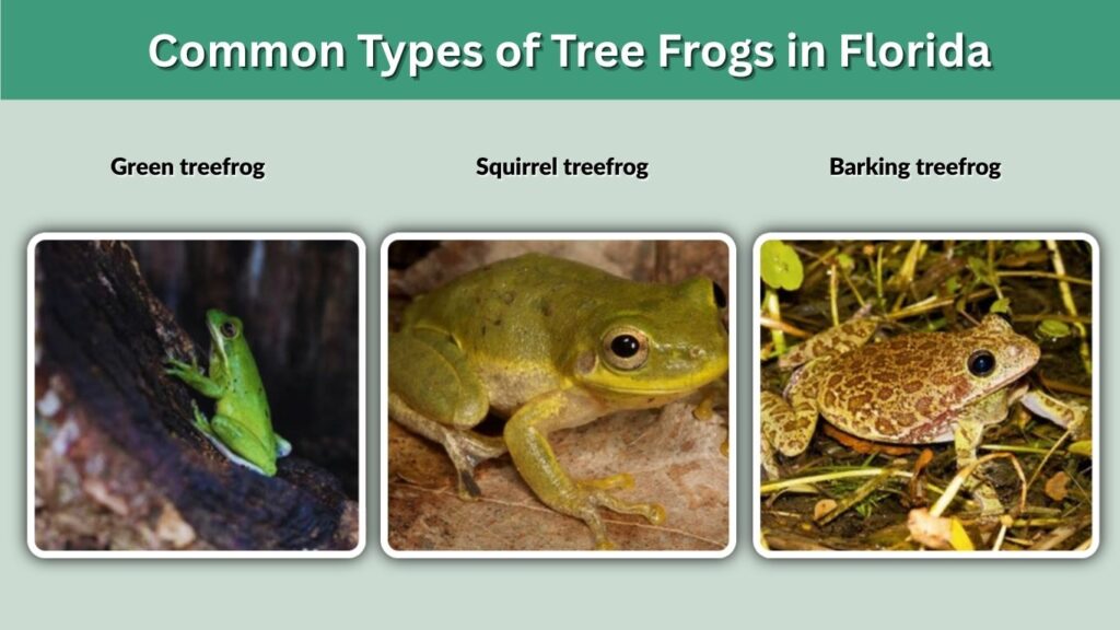 Common Types of Tree Frogs in Florida