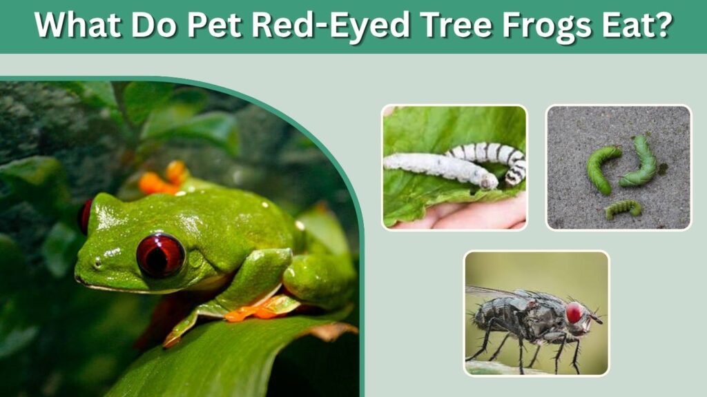What Do Pet Red-Eyed Tree Frogs Eat?