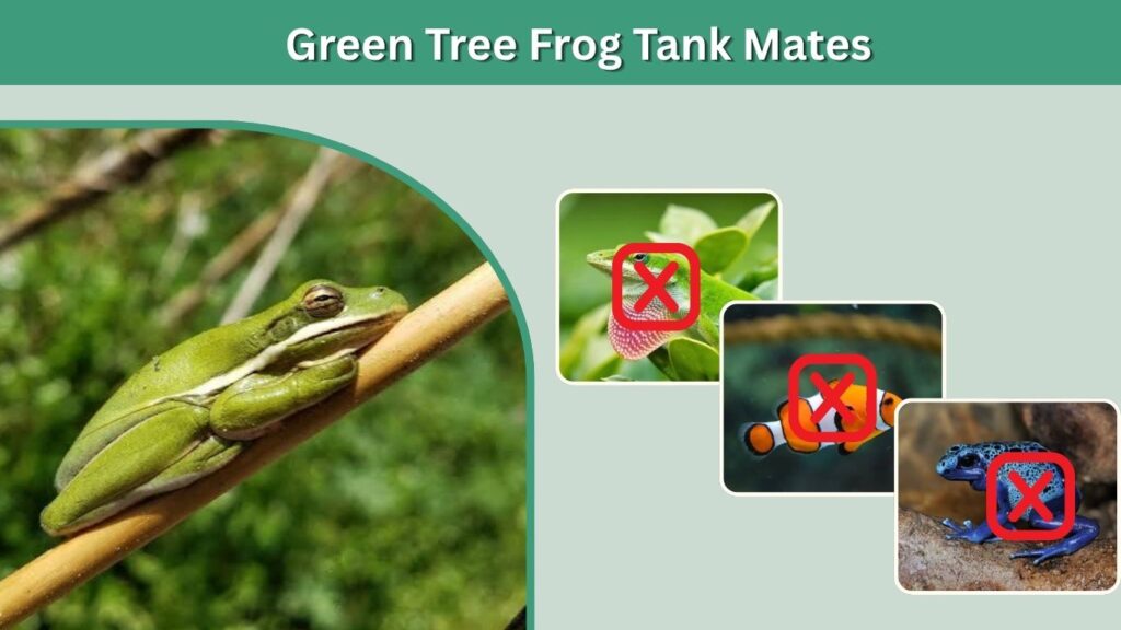 Green Tree Frog Tank Mates