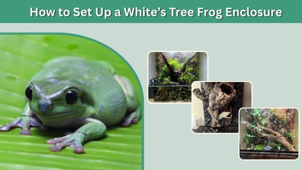 How to Set Up a White’s Tree Frog Enclosure
