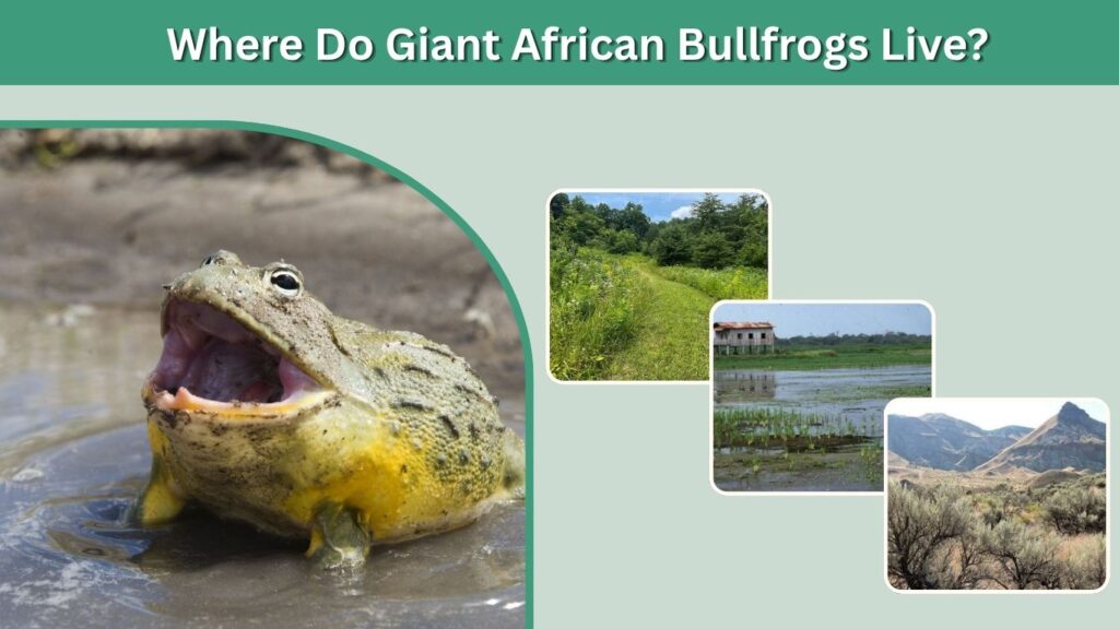 Where Do Giant African Bullfrogs Live?