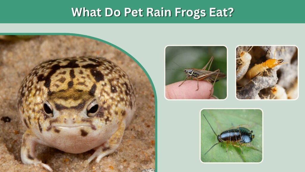 What Do Pet Rain Frogs Eat?