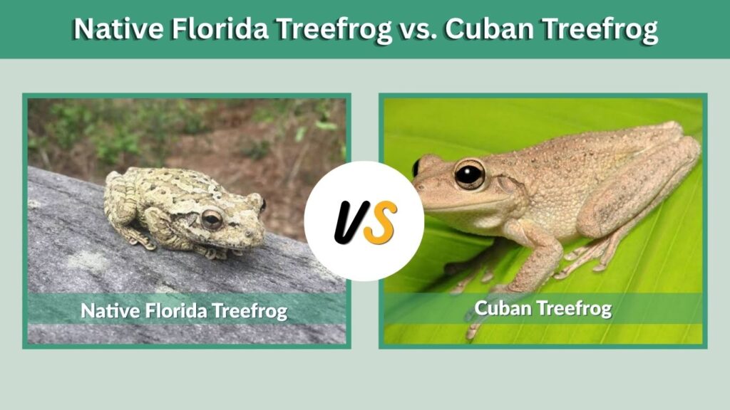 Native Florida Treefrog vs. Cuban Treefrog