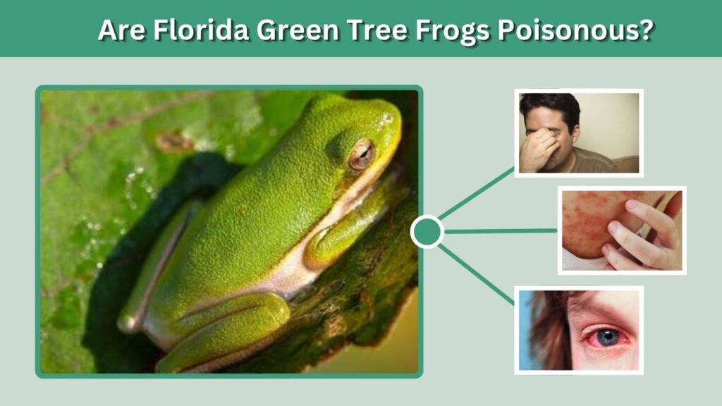 Are Florida Green Tree Frogs Poisonous?