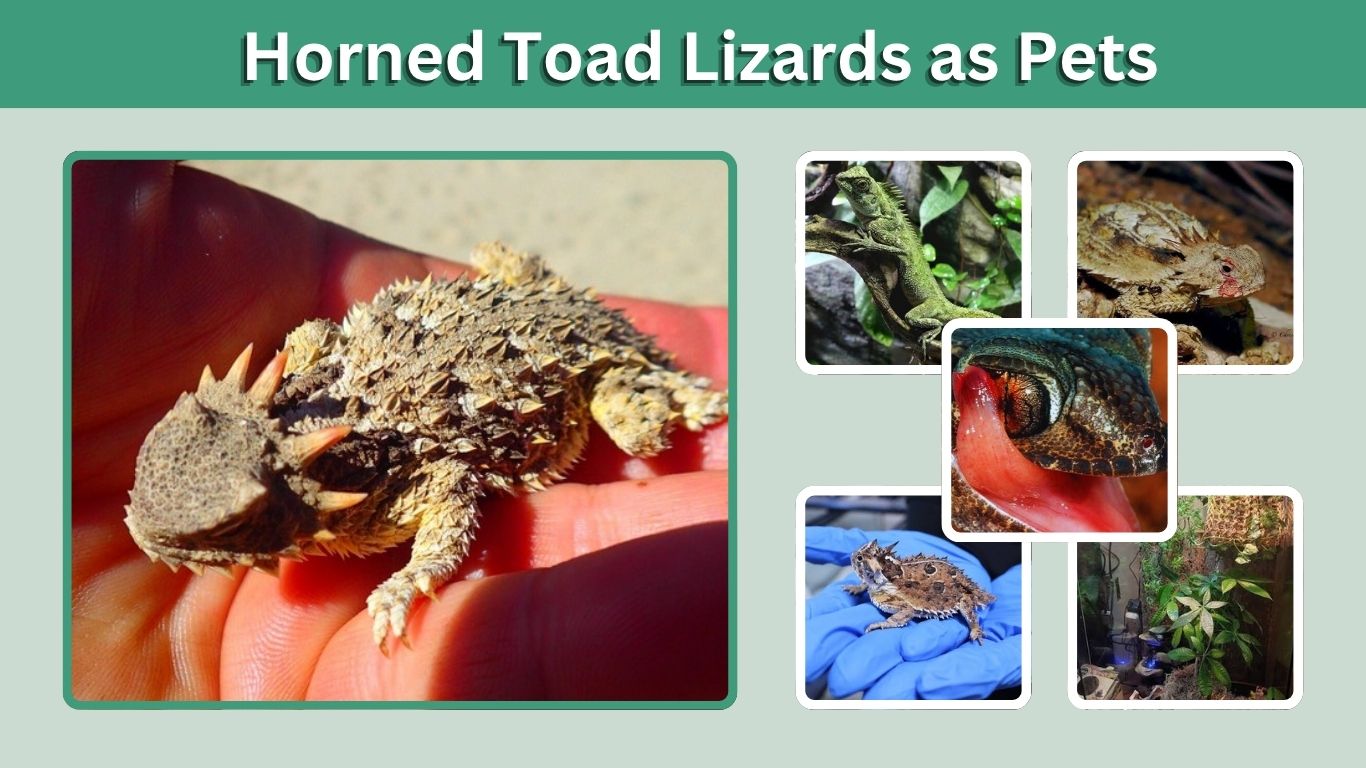 Horned Toad Lizards as Pets: Care, Diet & Legal Facts