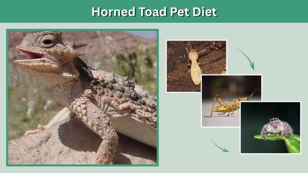 Horned Toad Pet Diet