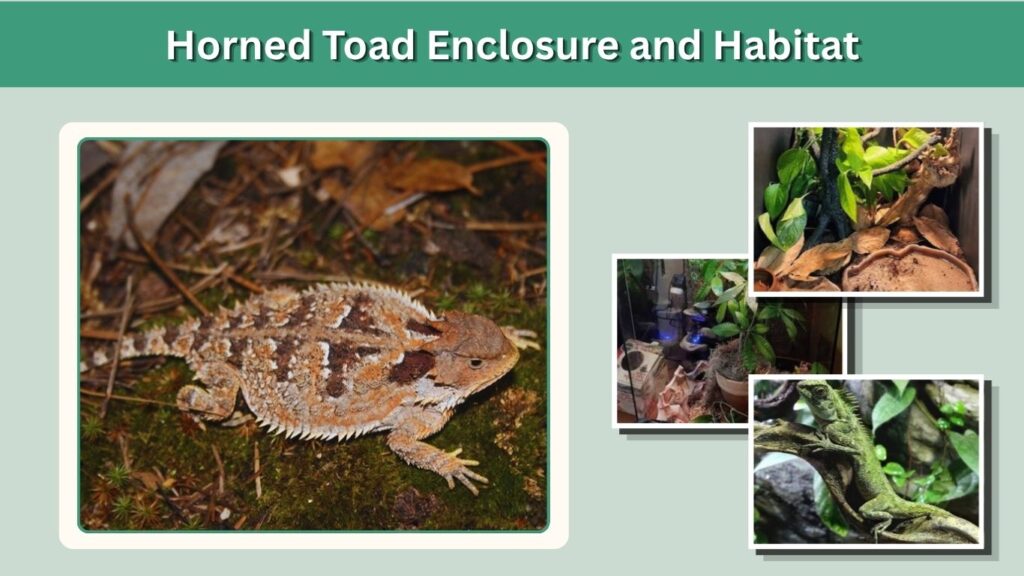 Horned Toad Enclosure and Habitat