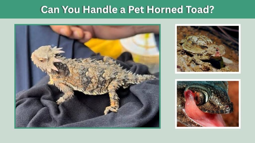 Can You Handle a Pet Horned Toad?