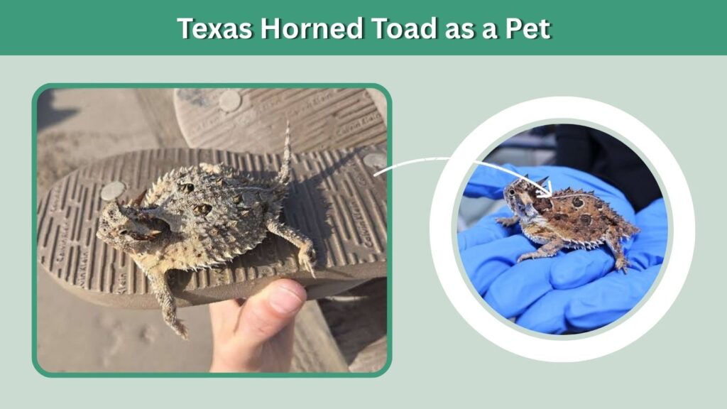 Texas Horned Toad as a Pet