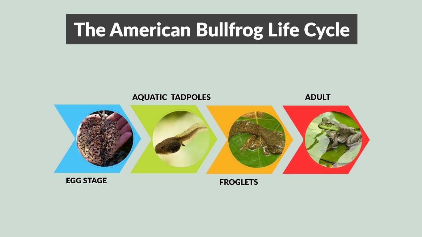 American Bullfrog Life Cycle: From Egg to Adult